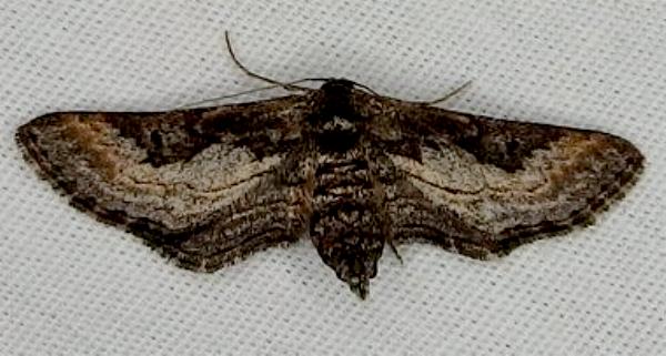 Scopula episcia