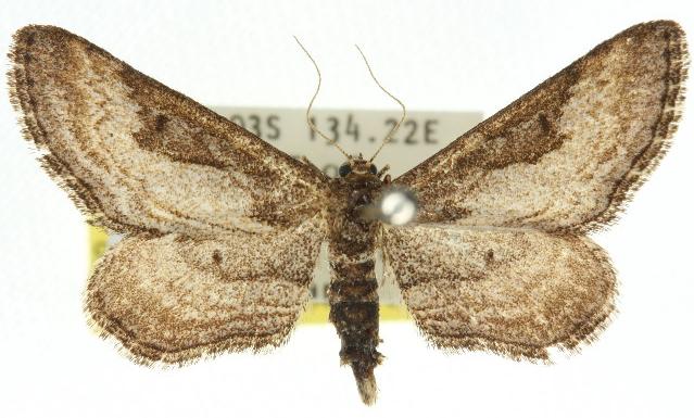 Scopula episcia