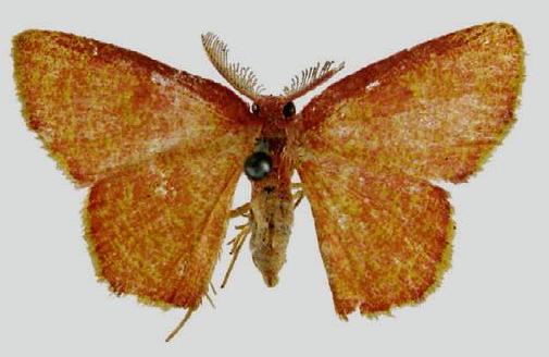 Chrysocraspeda eumeles