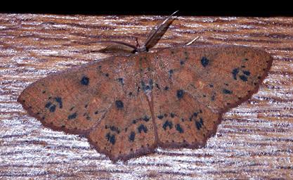 Perixera flavirubra