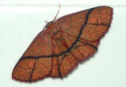Perixera flavirubra