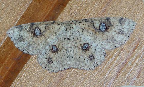 Cyclophora frenaria