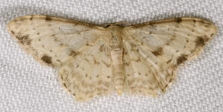 Idaea halmaea