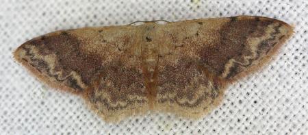 Idaea halmaea
