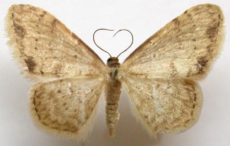 Idaea halmaea