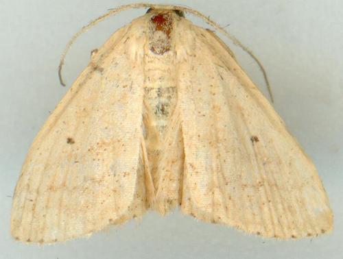 Scopula hypochra