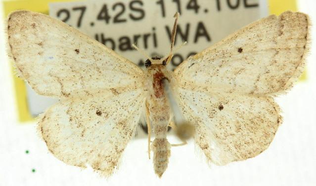 Scopula hypochra
