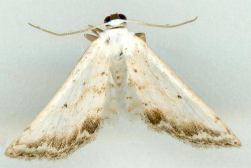 Scopula innocens