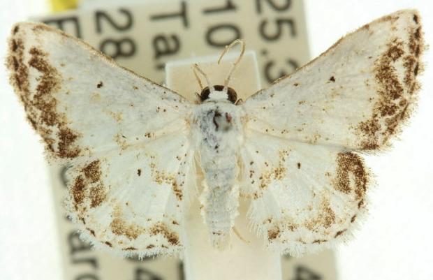 Scopula innocens