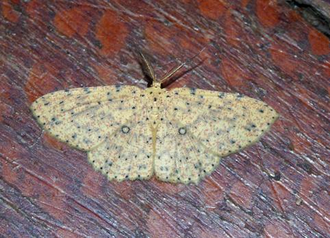 Perixera jocosa