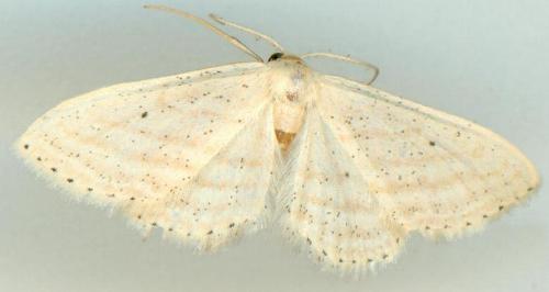 Scopula lechrioloma