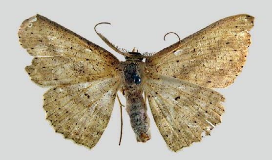 Cyclophora