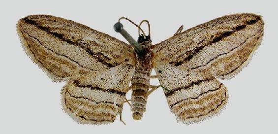 Scopula loxographa