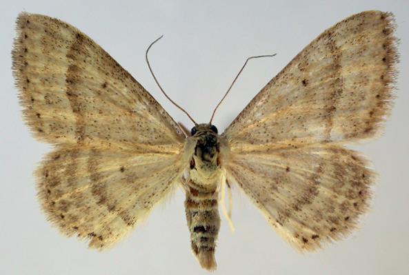 Scopula lydia