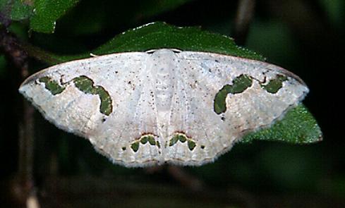 Somatina microphylla