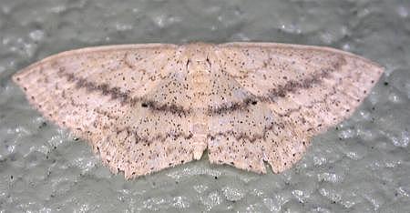 Scopula oppilata