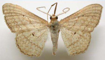 Scopula oppilata