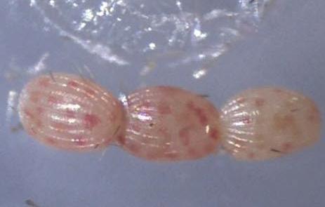 Scopula optivata