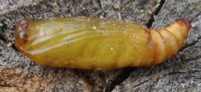 Scopula optivata