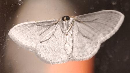 Scopula optivata