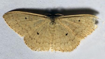 Scopula optivata