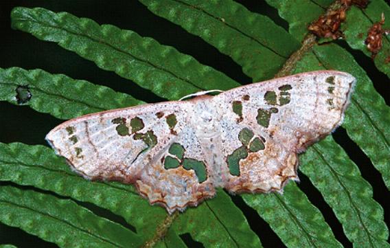 Antitrygodes parvimacula