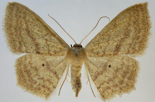 Scopula perlata