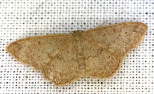 Idaea probleta