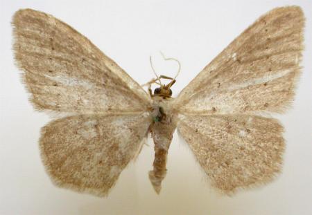 Idaea probleta