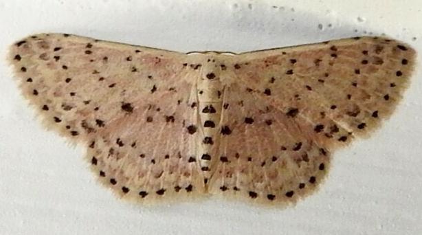 Idaea punctatissima