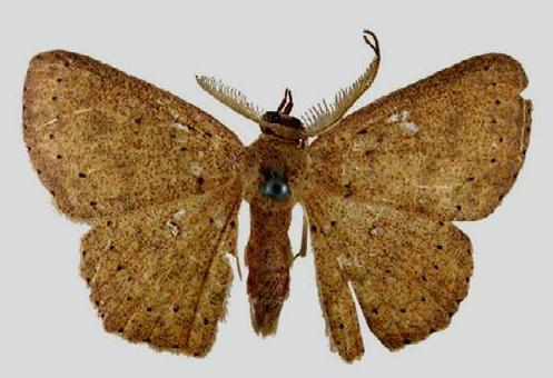 Cyclophora