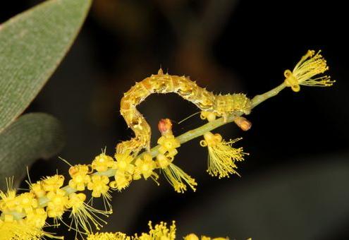 Traminda rubra