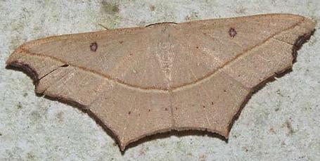 Traminda rubra