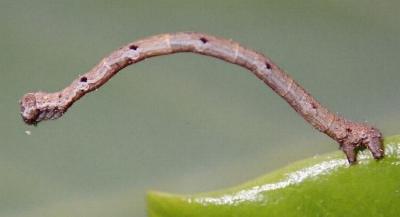 Somatina rufifascia