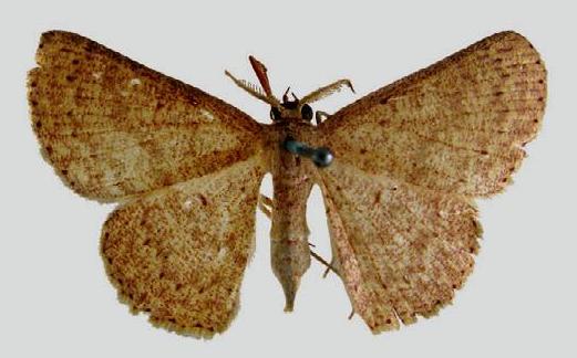 Cyclophora