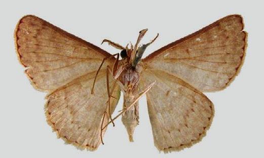 Cyclophora