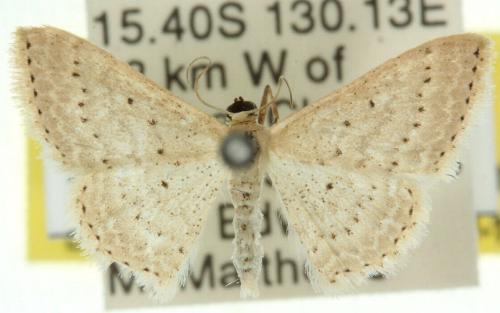 Scopula sublinearia