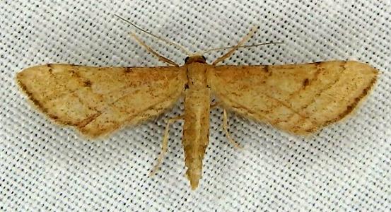 Idaea trissomita