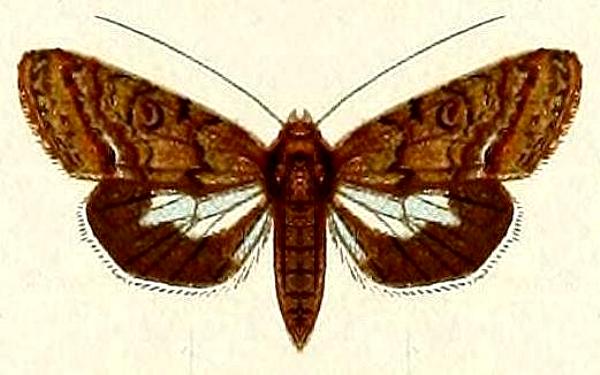 Lophoptera abbreviata