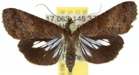 Lophoptera abbreviata