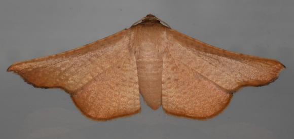 Aglaopus centiginosa