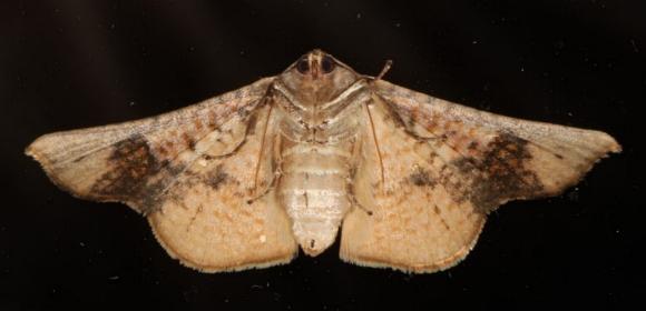 Aglaopus centiginosa