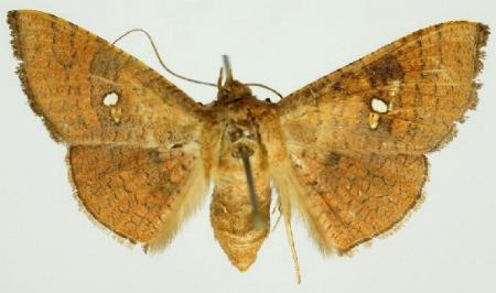 Banisia fenestrifera