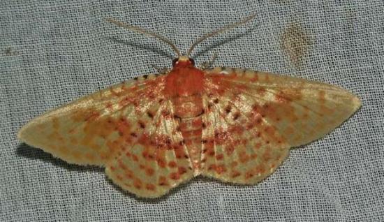 Aglaopus gemmulosa