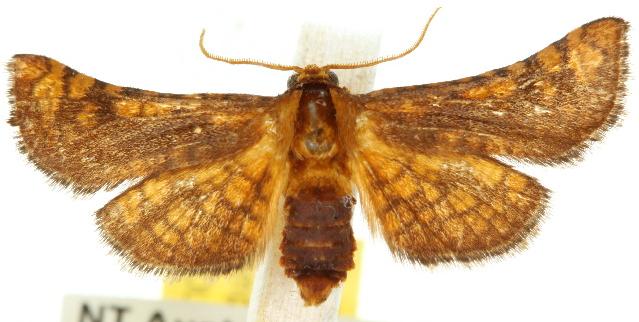 Abrotesia griphodes