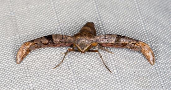 Kanshizeia hemicycla