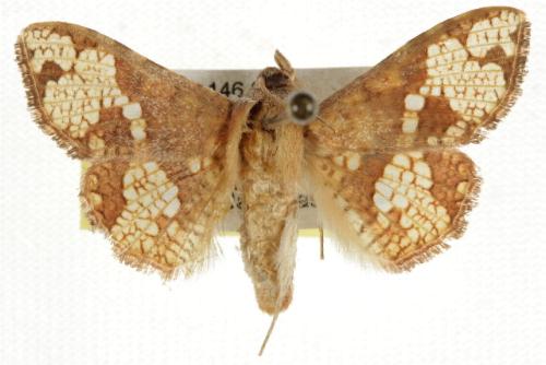 Canaea hyalospila