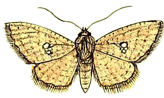 Banisia lobata