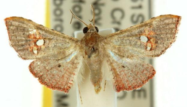 Mathoris loceusalis