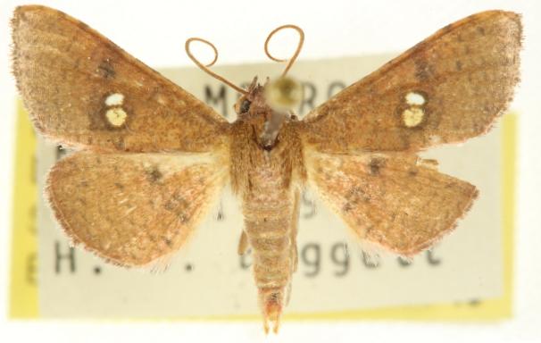 Banisia myrsusalis